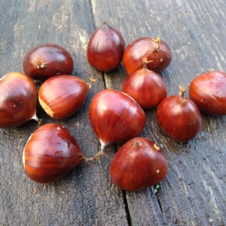 Châtaignier - (Castanea sativa)