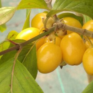 Cornouiller mâle "Jantarnyj" - (Cornus mas)