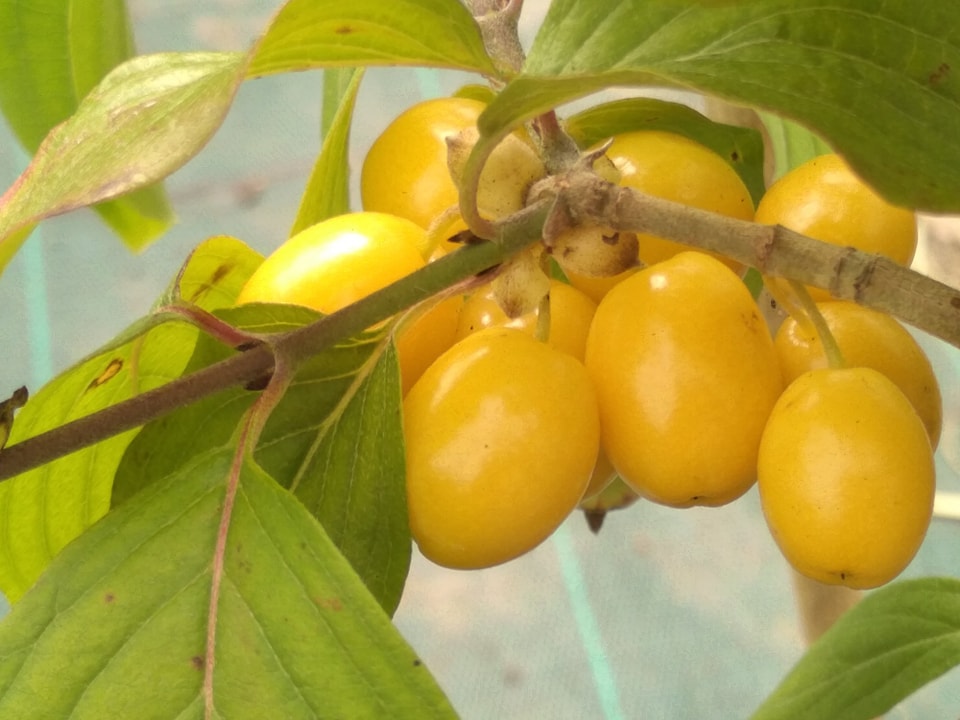 Cornouiller mâle "Jantarnyj" - (Cornus mas)