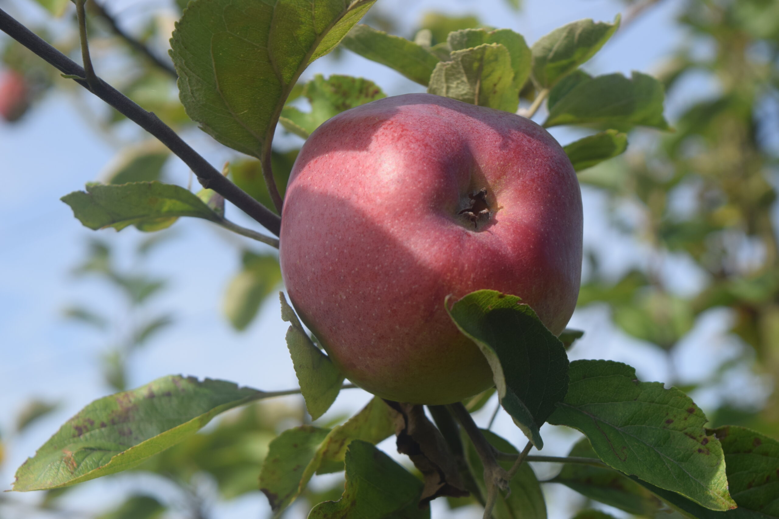 Pommier « A côtes » – (Malus domestica)