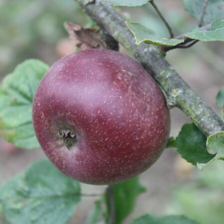 Pommier "Baguette d'hiver" - (Malus domestica)