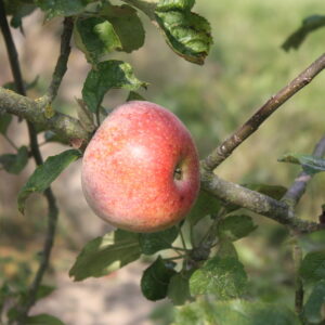 Pommier "Baguette violette" - (Malus domestica)