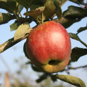 Pommier « Belle fleur double » - (Malus domestica)