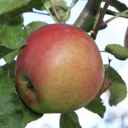 Pommier « Belle fleur simple » – (Malus domestica)