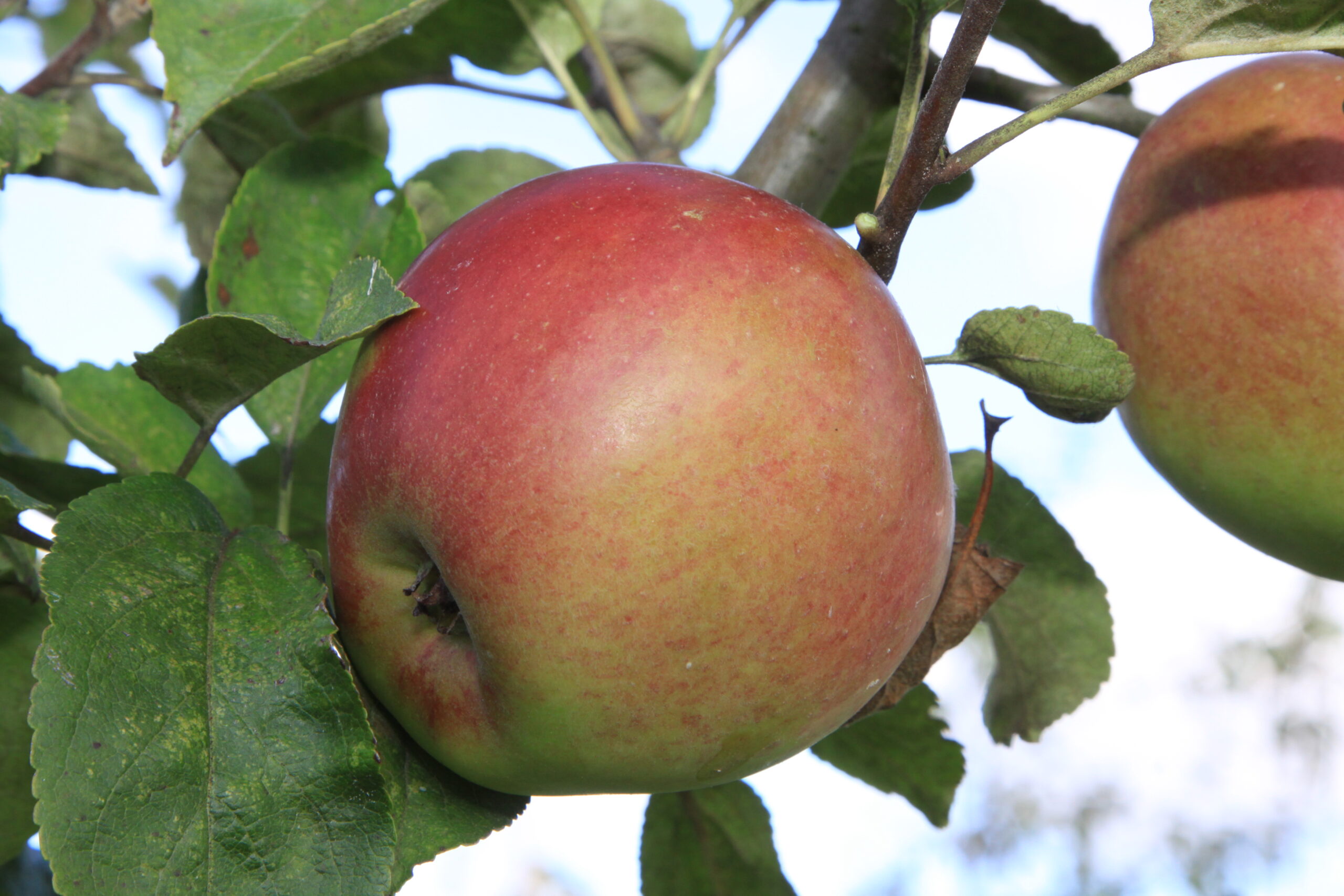 Pommier « Belle fleur simple » – (Malus domestica)