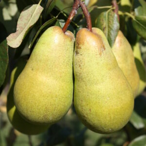 Poirier "Beurré Lebrun" - (Pyrus communis)