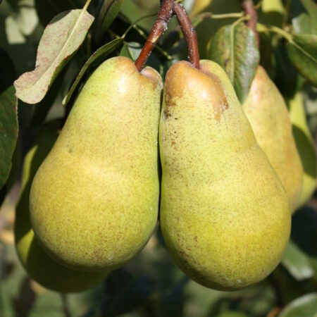Poirier "Beurré Lebrun" - (Pyrus communis)