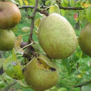 Poirier "Beurré d’Anjou" - (Pyrus communis)