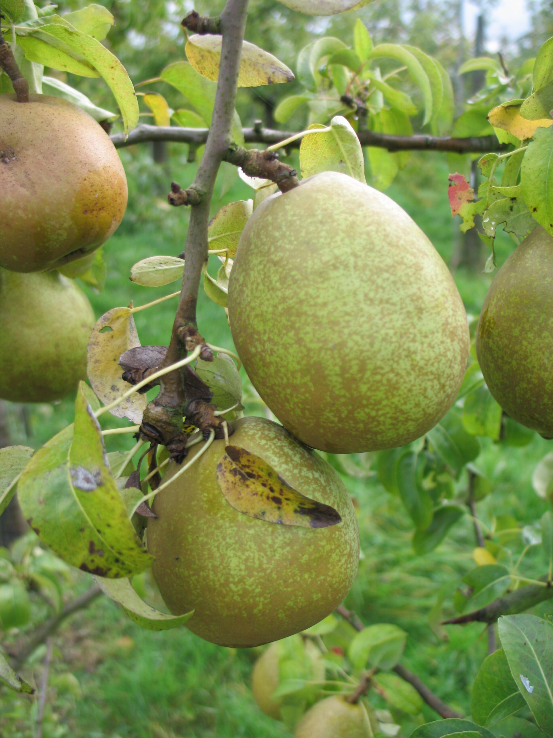 Poirier "Beurré d’Anjou" - (Pyrus communis)