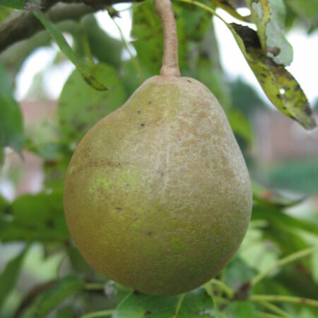 Poirier "Beurré superfin" - (Pyrus communis)