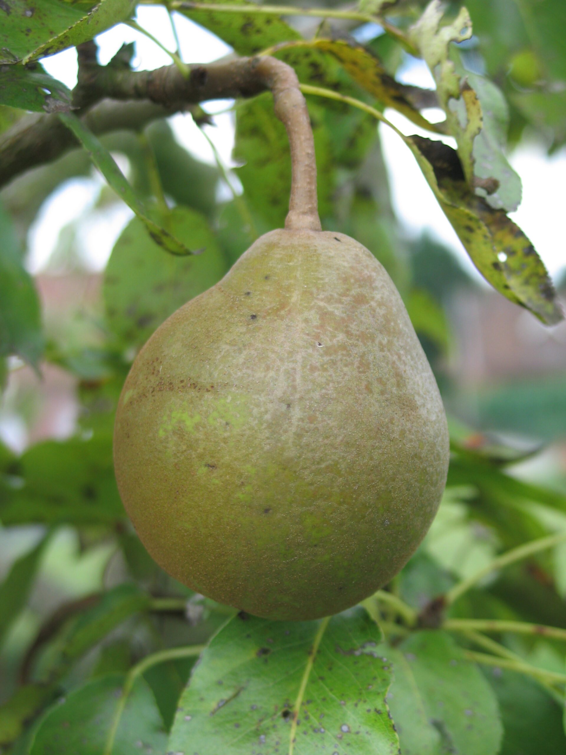 Poirier "Beurré superfin" - (Pyrus communis)