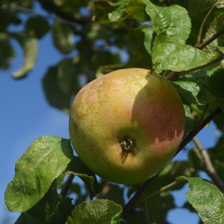 Pommier « Cabarette » – (Malus domestica)