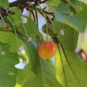 Cerisier "Blanc nez" - (Prunus avium)