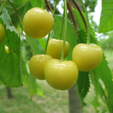 Cerisier "Cerise blanche d’Harcigny" - (Prunus avium)