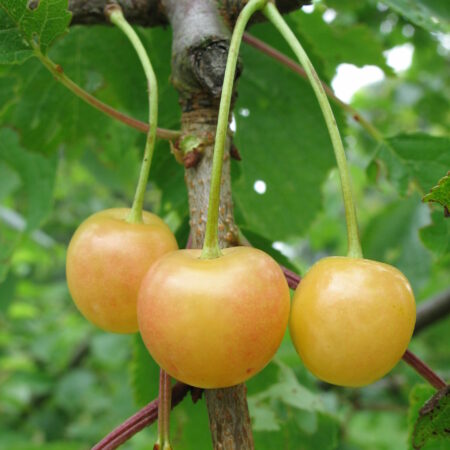 Cerisier "Cerise blanche de Wavrans sur l’Aa" - (Prunus avium)