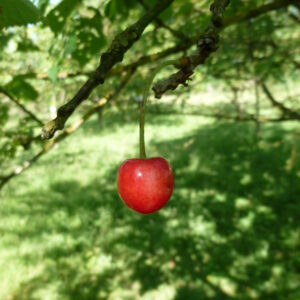 Cerisier "Cerise du Sars" - (Prunus avium)