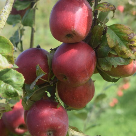 Pommier « Colapuis » – (Malus domestica)