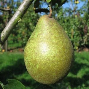 Poirier "Comtesse de Paris" - (Pyrus communis)