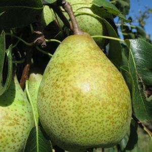 Poirier "Cornélie" - (Pyrus communis)