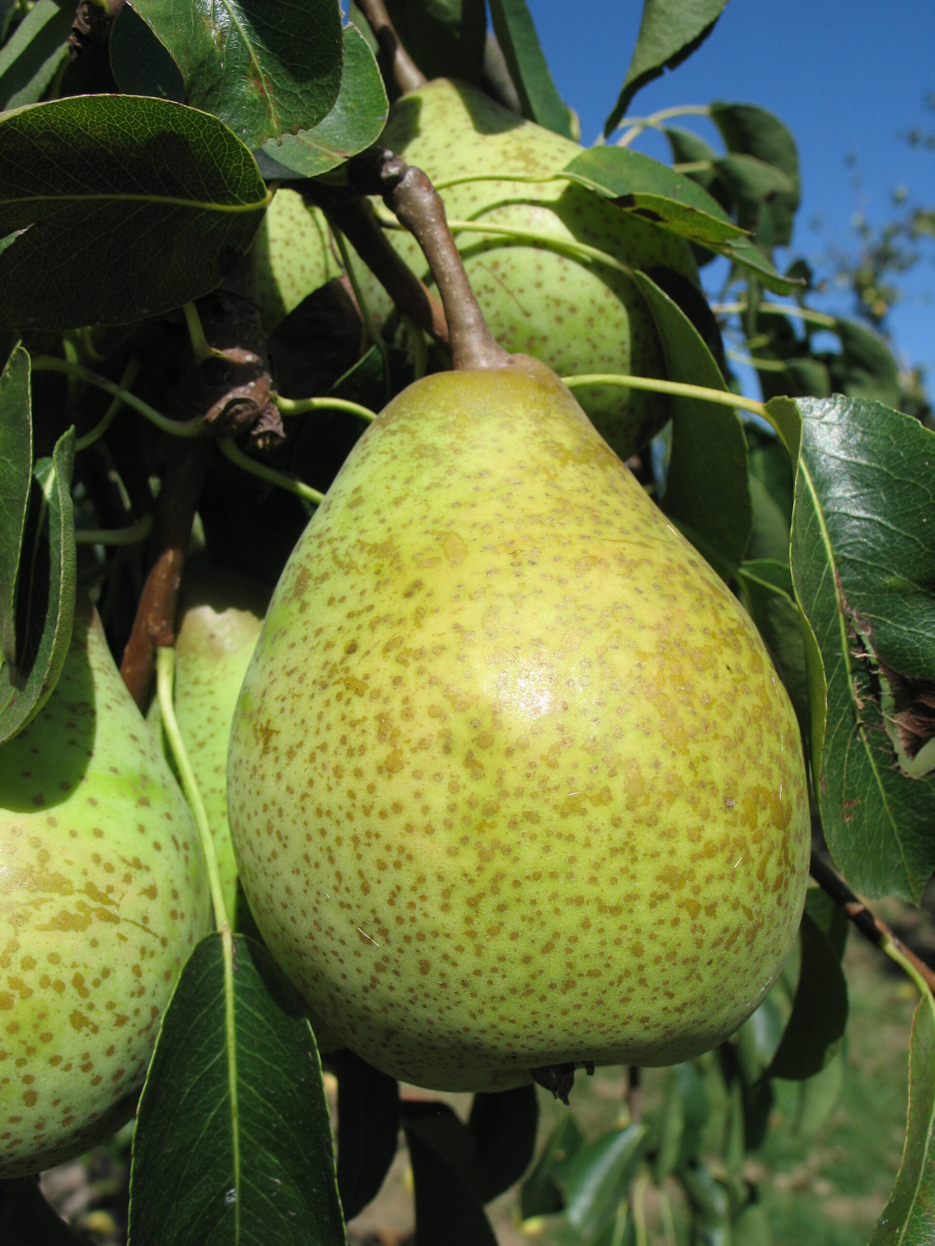 Poirier "Cornélie" - (Pyrus communis)