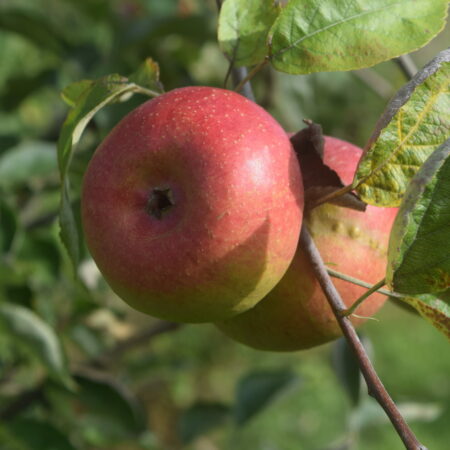 Pommier « Court pendu rouge » – (Malus domestica)