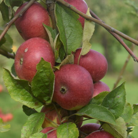 Pommier « De cave » – (Malus domestica)
