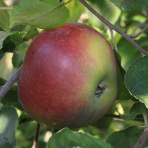 Pommier « Double bon pommier rouge » – (Malus domestica)