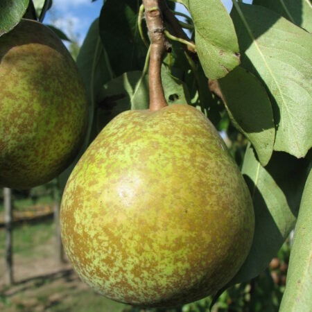 Poirier "Doyenné Boussoch" - (Pyrus communis)