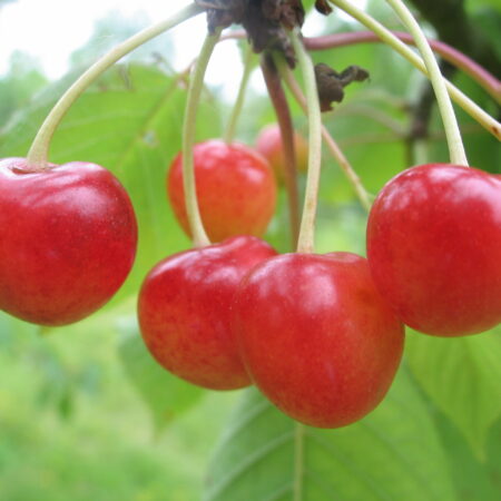 Cerisier "Gascogne tardive de Seninghem" - (Prunus avium)