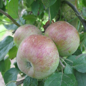 Pommier « Gosselet » – (Malus domestica)