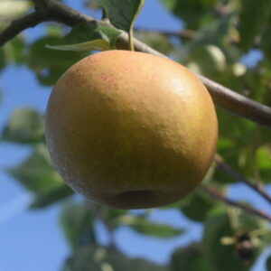 Pommier « Gris brabant » – (Malus domestica)