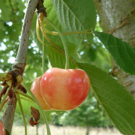 Cerisier "Gros bigarreau d’Eperlecques" - (Prunus avium)