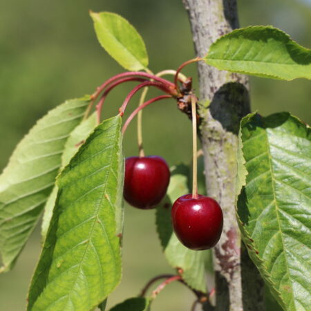 Cerisier "Gros bigarreau de la Groise" - (Prunus avium)
