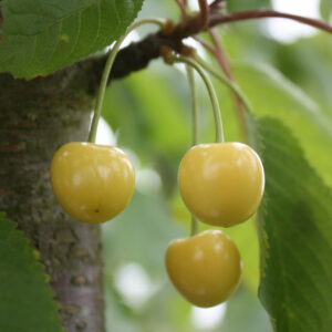 Cerisier "Grosse cerise blanche de Verchocq" - (Prunus avium)