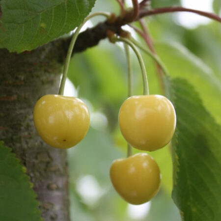 Cerisier "Grosse cerise blanche de Verchocq" - (Prunus avium)