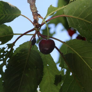 Cerisier "Guigne noire de Ruesnes" - (Prunus avium)