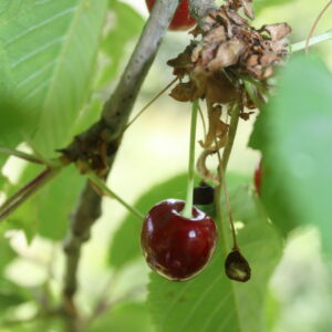 Cerisier "Guigne noire de Pévèle" - (Prunus avium)
