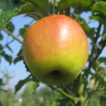 Pommier « Luche » – (Malus domestica)