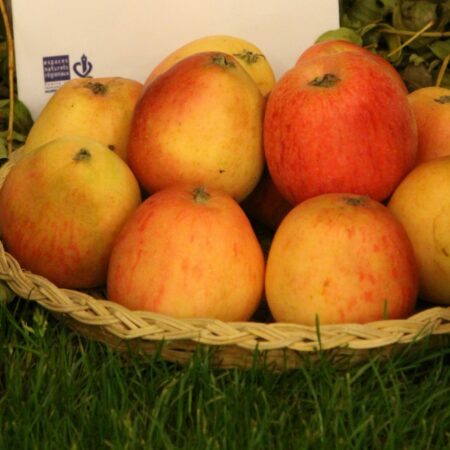 Pommier « Pigeonnette » – (Malus domestica)