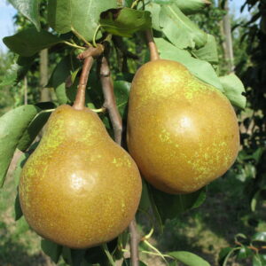 Poirier "Poire à Clément" - (Pyrus communis)