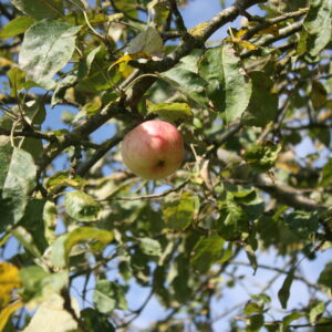 Pommier « Précoce de Wirwignes » – (Malus domestica)