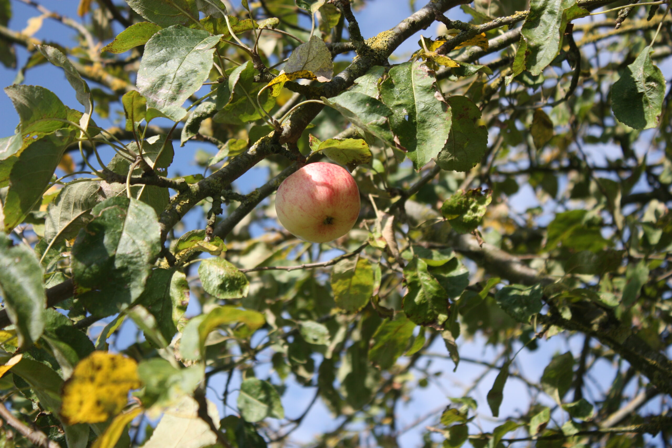 Pommier « Précoce de Wirwignes » – (Malus domestica)