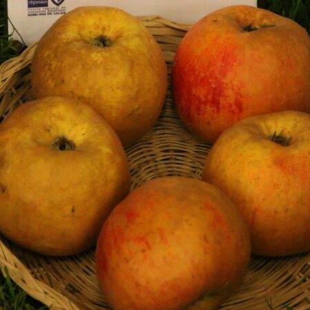 Pommier « Reinette Descardre » – (Malus domestica)