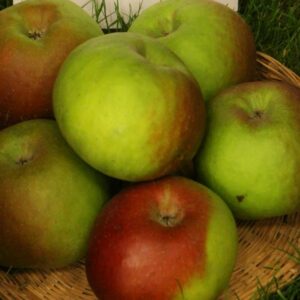 Pommier « Reinette Hernaut » – (Malus domestica)