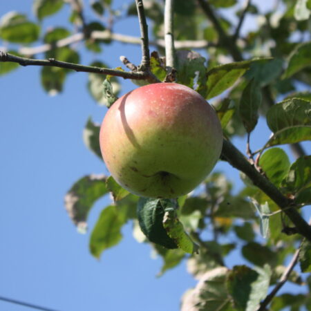 Pommier « Reinette d'Angleterre d'automne » – (Malus domestica)