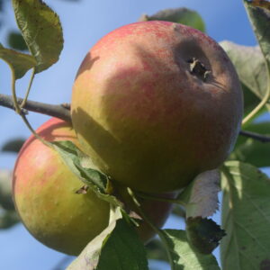 Pommier « Reinette de France » – (Malus domestica)