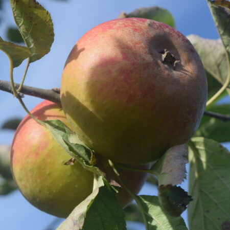 Pommier « Reinette de France » – (Malus domestica)
