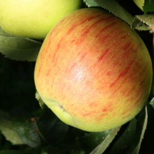 Pommier « Reinette de Fugélan » – (Malus domestica)