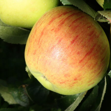 Pommier « Reinette de Fugélan » – (Malus domestica)