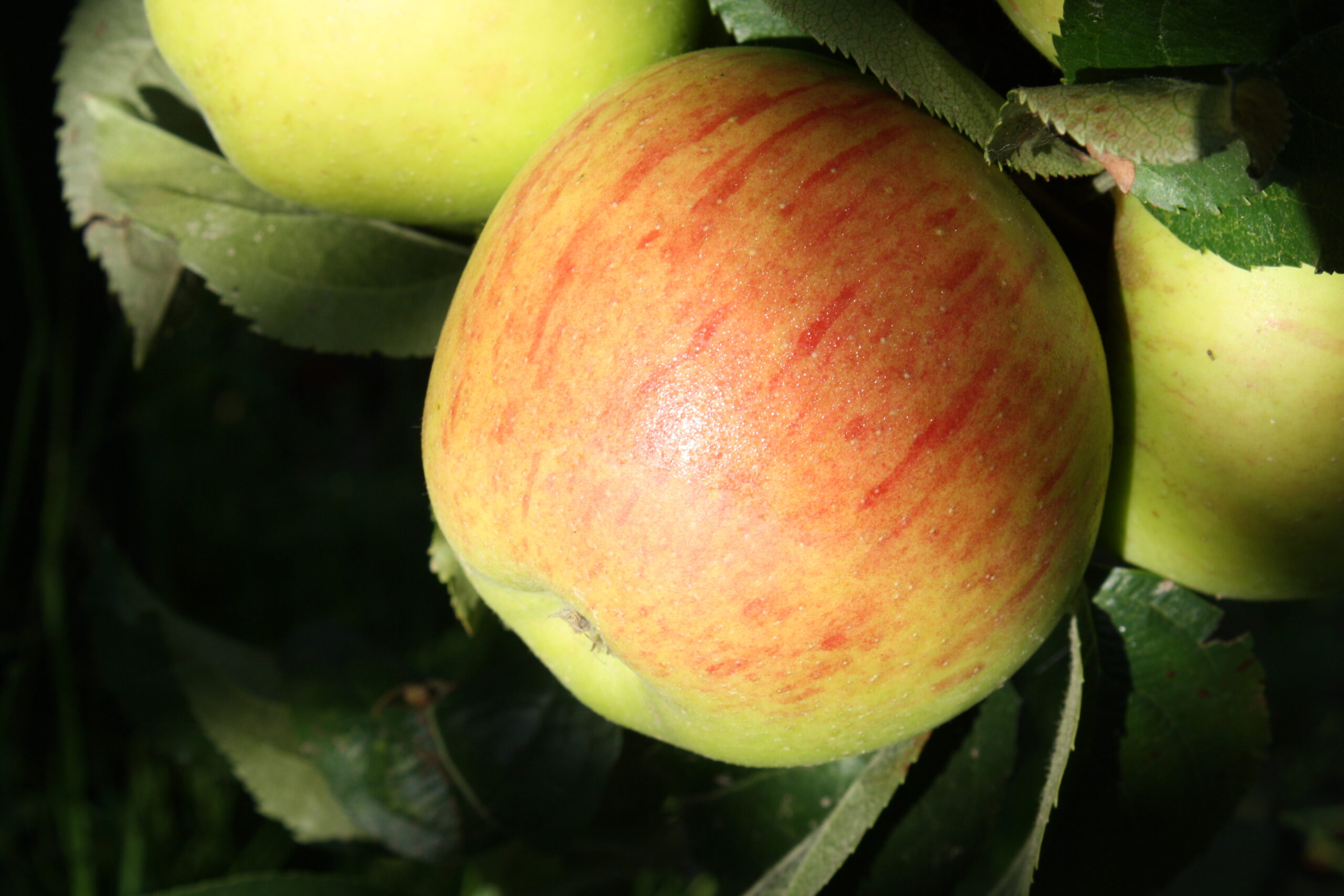 Pommier « Reinette de Fugélan » – (Malus domestica)